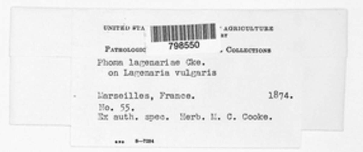 Dothiorella lagenariae image